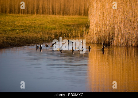 Foulque macroule (Fulica atra ) la natation en groupe dans un marais salé. Marismas de Santoña Parc Naturel, Cantabria , Espagne, Europe Banque D'Images