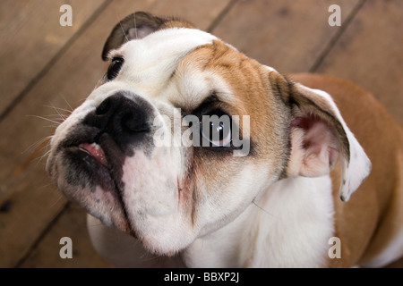 British bull dog puppy Banque D'Images