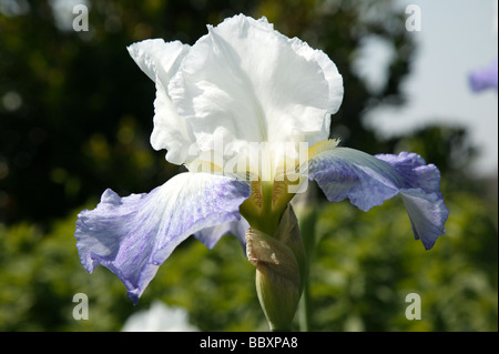 Gros plan d'un grand Iris bleu et blanc croissant dans le Hornimans Gardens, Forest Hill Banque D'Images