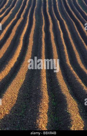 Lignes et sillons de champs fraîchement labourés dans le comté d'Antrim en Irlande du Nord uk Banque D'Images