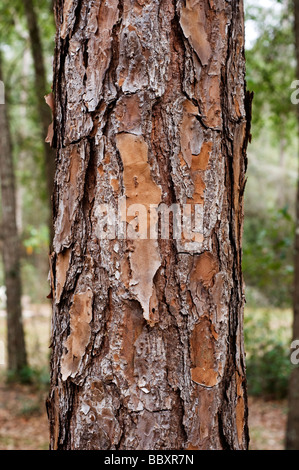 L'écorce rugueuse de l'arbre de pin de Floride Banque D'Images