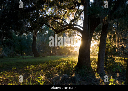 Coucher du soleil à travers les arbres de chêne blanc Ft Florida Banque D'Images