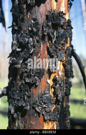 Les dommages causés par l'incendie dans le Parc National de Yellowstone au Wyoming USA Banque D'Images