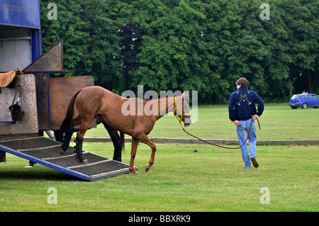 Elles sont déchargées de poney Polo cheval fort, UK Banque D'Images