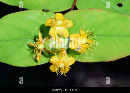 Tutsan, Hypericum androsaemum. Gros plan de fleurs Banque D'Images