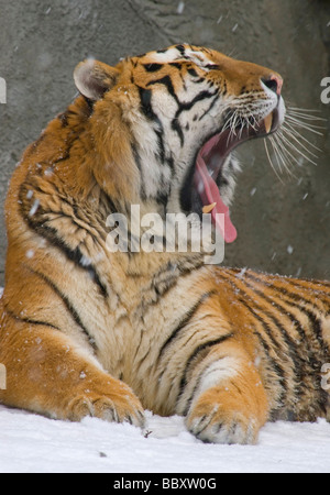 Tigre de Sibérie (Panthera tigris altaica) captif du bâillement Banque D'Images