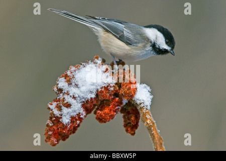 Mésange noire Parus atricapillus sur vinaigrier Rhus typhina E USA, par aller Moody/Dembinsky Assoc Photo Banque D'Images