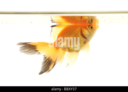 Découpe de poissons rouges fantail studio portrait Banque D'Images