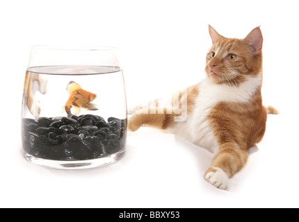 Chat de gingembre avec poissons rouges dans un bol Portrait Studio Banque D'Images