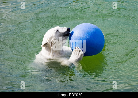 Gros ours polaire jouant avec boule bleue dans l'eau Banque D'Images