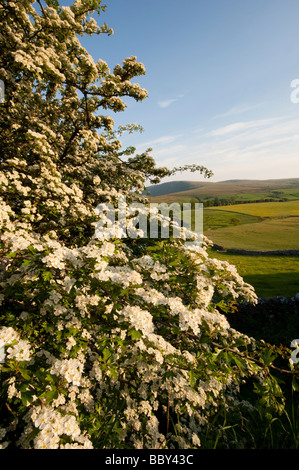 Au printemps des fleurs d'aubépine Crataegus monogyna Banque D'Images