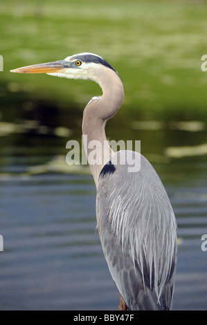 Un gigantesque oiseau héron perché au bord d'un étang dans un sanctuaire d'oiseaux, la chasse, la traque tranquillement son prochain repas. Banque D'Images