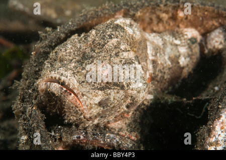 Scorpionfish barbu (Scorpaenopsis barbatus) caché dans une vieille a ouvert la noix de coco, l'Indonésie Banque D'Images