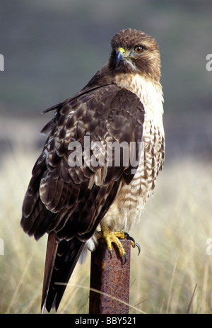 Red-Tailed Hawk sitting on fence post Banque D'Images