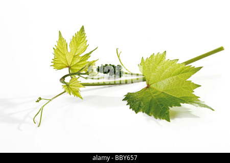 Vrille de la vigne Banque D'Images