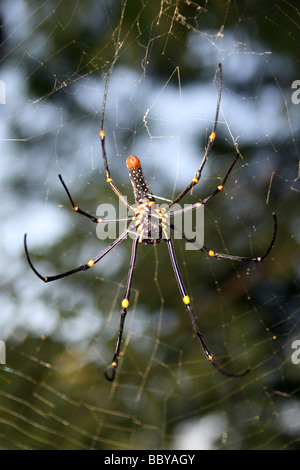 Araignée Nephila maculata bois géantes prises sur l'aire de repos, l'état d'Assam, Inde Banque D'Images