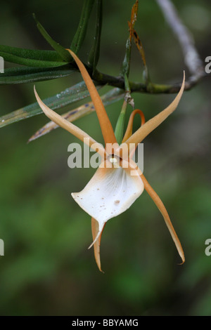 Orchid Angraecum viguieri prises dans le Parc à orchidées, parc national Parc Mantadia- Andasibe, Madagascar Banque D'Images