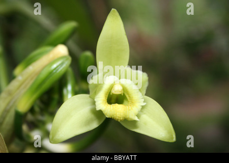 Vanilla planifolia vanille fleur dans une plantation d'épices, le parc national de Periyar, Kerala, Inde Banque D'Images