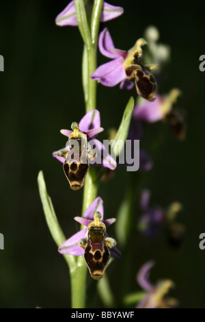 Woodcock scolopax Ophrys Orchidées Banque D'Images