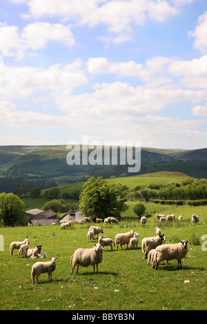 Des moutons paissant sur les collines au-dessus, un Mid-Wales Cynghordy village aux portes du Parc National des Brecon Beacons Banque D'Images