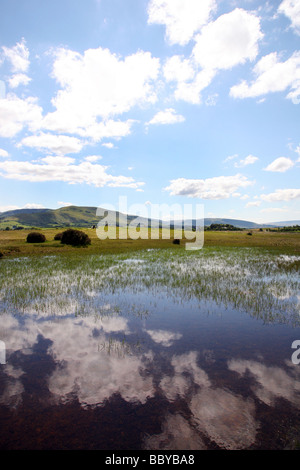 Petit lac près de Brecon Beacons Mountain Centre près du village de Libanus Banque D'Images