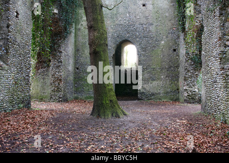 L'abandon de l'église de St Mary's à East Glastonbury avec un grand chêne poussent au milieu de la nef Banque D'Images