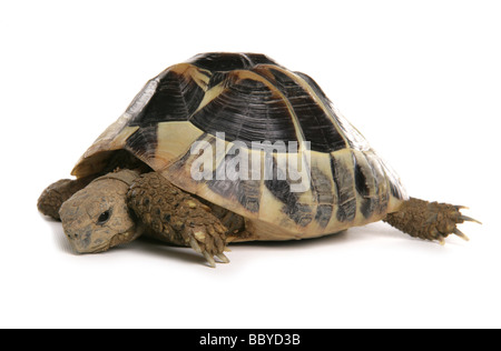 Herman tortue Testudo hermanni boettgeri s Portrait dans un studio Banque D'Images