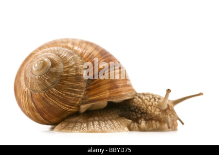 L'escargot isolé sur fond blanc Banque D'Images