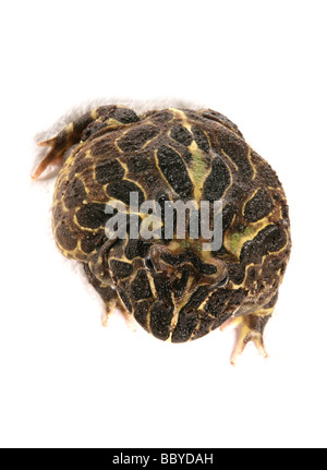 Cranwell s horned frog aka Chacoan Ceratophrys cranwelli grenouille cornue portrait dans un stuido Banque D'Images