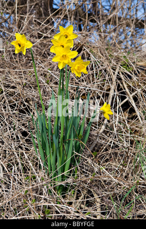 Bouquets de jonquilles sauvages sur sentier à Devizes Banque D'Images