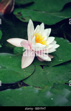 Fleur de nénuphar en pleine floraison, les jardins Hanbury, Italie Banque D'Images