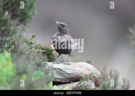 Ring ouzel Turdus torquatus North Yorkshire femelle Printemps Banque D'Images