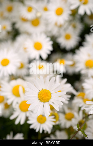 Ox eye daisies dans un jardin. Photo par Jim Holden Banque D'Images