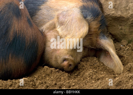 Un cochon noir et de sable d'Oxford endormi dans l'Oxfordshire Angleterre Royaume-Uni Banque D'Images
