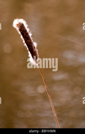 Concentration sélective d'un seul Bulrush sur une rive au Slimbridge Wetland Center à Dursley Gloucestershire, Angleterre, Royaume-Uni Banque D'Images