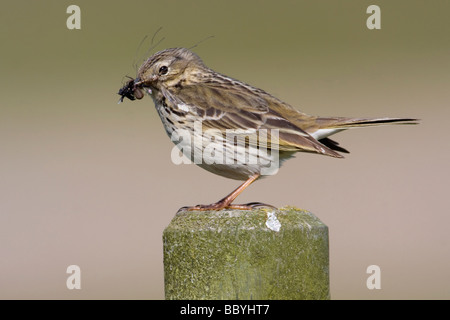 Meadow Pipit spioncelle Anthus pratensis, Banque D'Images