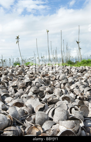 Les coquilles de noix de coco vide avec le coprah retiré abandonnées dans une plantation de Quelimane Mozambique arret Banque D'Images