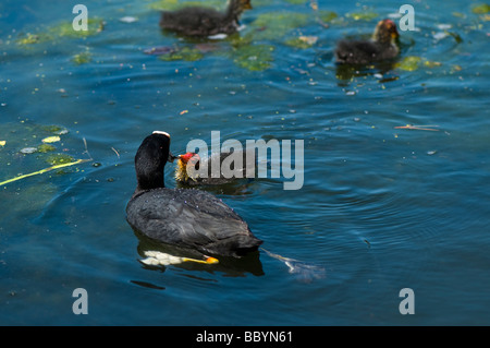 Foulque d'adultes nourrir un poussin Banque D'Images