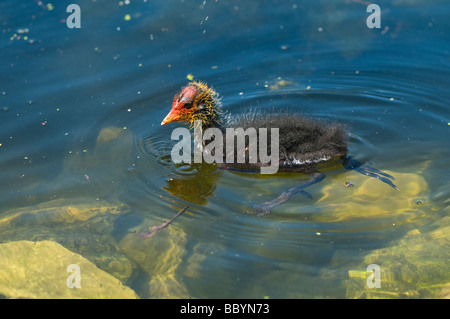 Foulque chick natation Banque D'Images