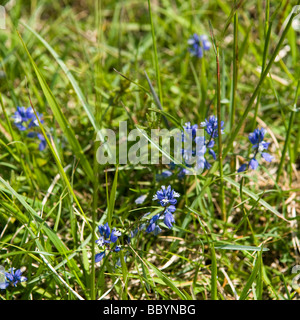 Polygale incarnat Polygala vulgaris commun Banque D'Images