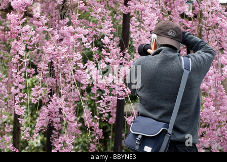 Un photographe saisit un gros plan d'un cerisier pleureur en pleine floraison avec piquets de soutien pour les lourdes branches Banque D'Images