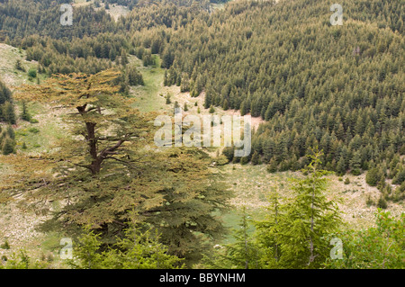 Ciglikara cèdre du Liban, Cedrus libani, forêt Antalya Turquie Banque D'Images