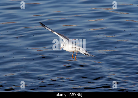 Photo de l'flying gull mouette de rire - Banque D'Images