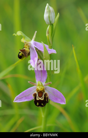 L'orchidée abeille (Ophrys apifera) Banque D'Images