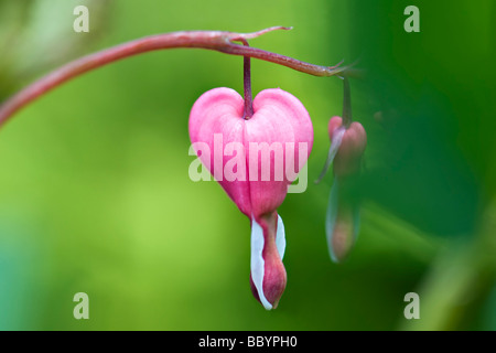 Close up of pink flower coeur saignant contre vert vif hors foyer prises à Bristol UK feuillage Banque D'Images