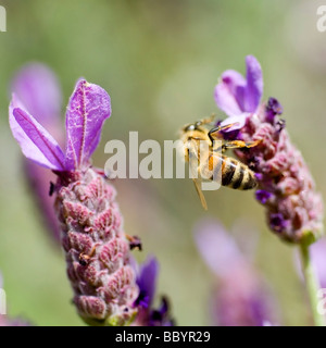 Abeille sur lavande française Banque D'Images