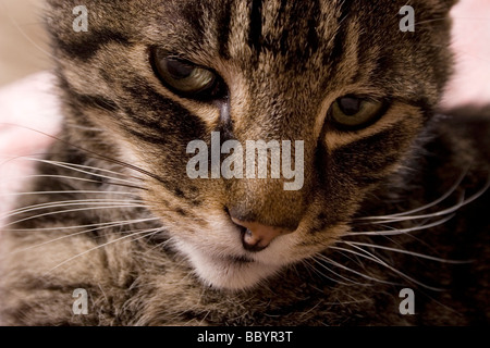 Close up tabby cats face Banque D'Images