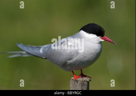 Sterne arctique Sterna paradisea perché sur poster Farne Isles Northumberland Banque D'Images