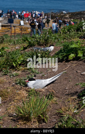 Sterne arctique (Sterna paradisaea) incubation des œufs sur son nid avec des gens à l'atterrissage sur l'Île Farne Northumberland à l'arrière-plan Banque D'Images