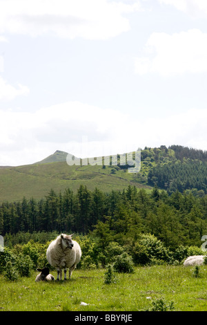 Ewe avec de l'agneau, vue à l'échelle vers, shutlingloe, dans l'arrière-plan Banque D'Images